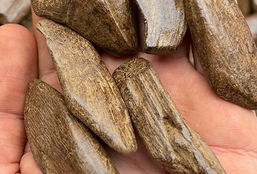 king marauke 515x350